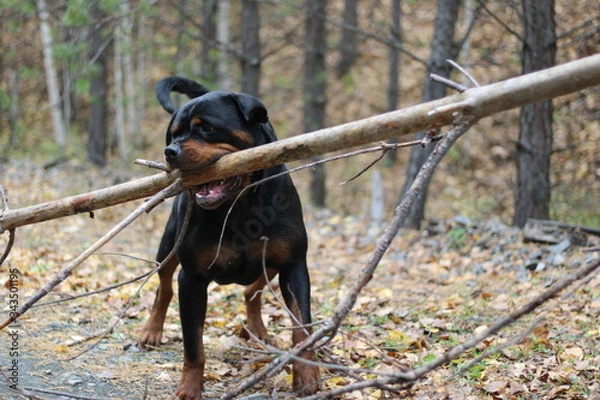 Fototapeta Rottweiler