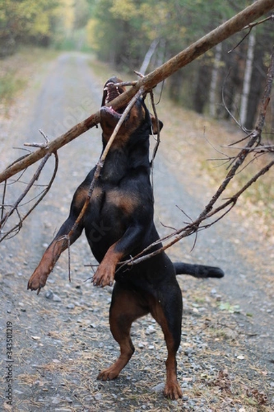 Fototapeta Rottweiler