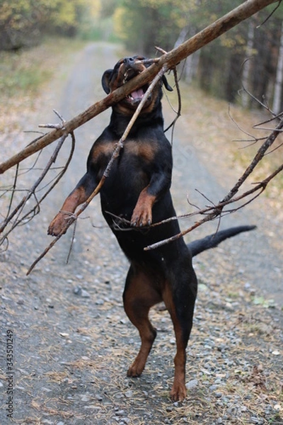 Fototapeta Rottweiler