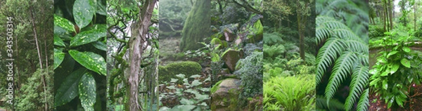 Fototapeta Green forest after rain images, photo collage with greenery and tropical plants and leaves.