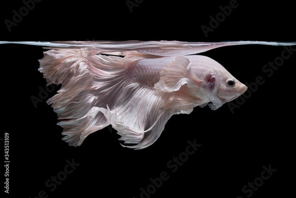Fototapeta Beautiful colors"Halfmoon Betta" capture the moving moment beautiful of siam betta fish in thailand on black background