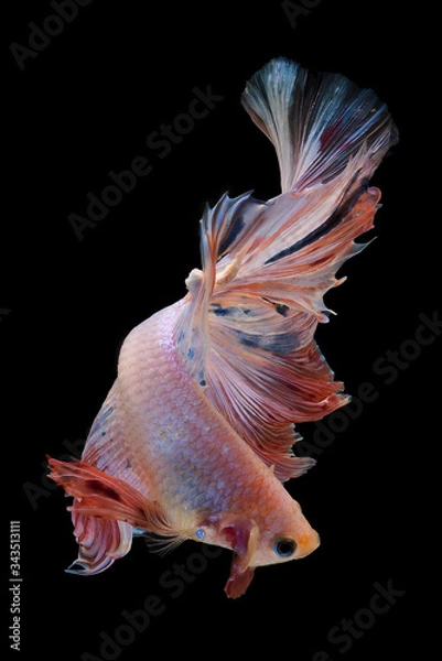 Fototapeta Beautiful colors"Halfmoon Betta" capture the moving moment beautiful of siam betta fish in thailand on black background