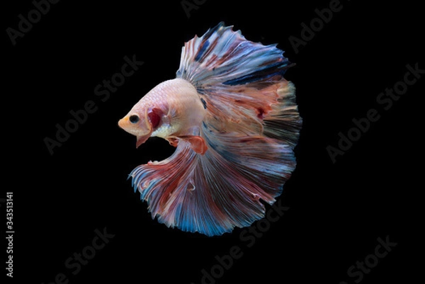 Fototapeta Beautiful colors"Halfmoon Betta" capture the moving moment beautiful of siam betta fish in thailand on black background