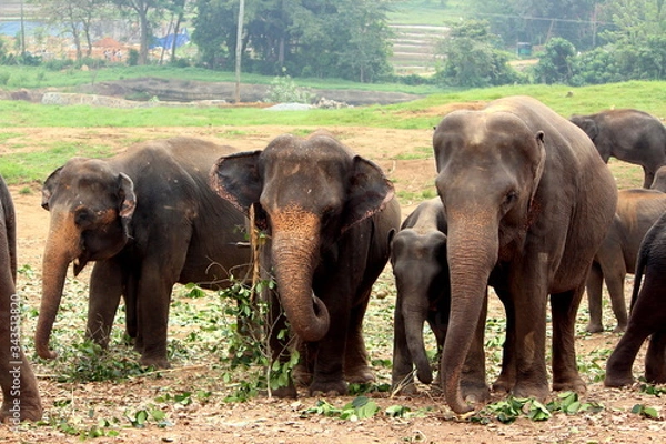 Fototapeta Close up of a herd of elephants in the Wild elephants sanctuary Srilanka 