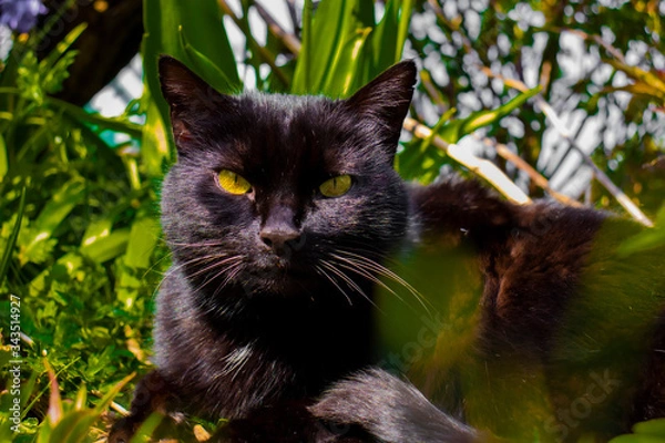 Obraz Black cat in the grass.