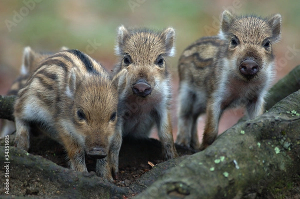 Fototapeta Freshlings