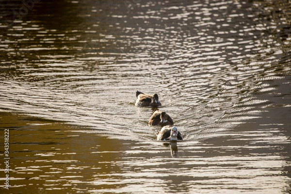 Obraz three duck, Duck, 