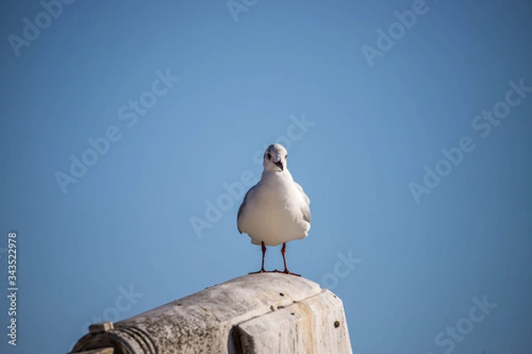Obraz seagull on a wall