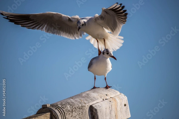 Obraz two seagulls on the beach