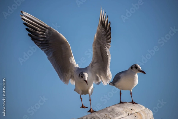 Obraz seagull on blue sky