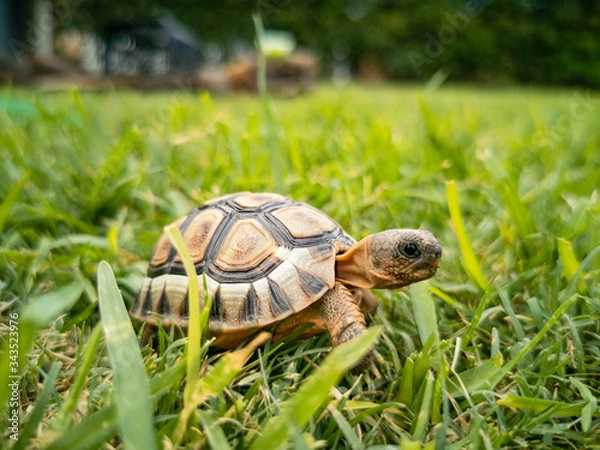 Obraz Baby turtle walking on grass closeup