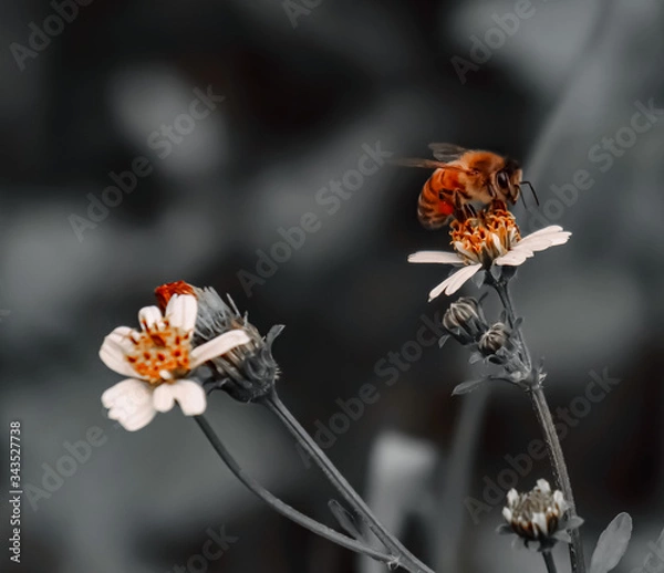 Fototapeta Orange Bee hovering over orange and white flower trying to get pollen on a black and white background