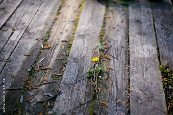 Fototapeta a wooden bridge near the river