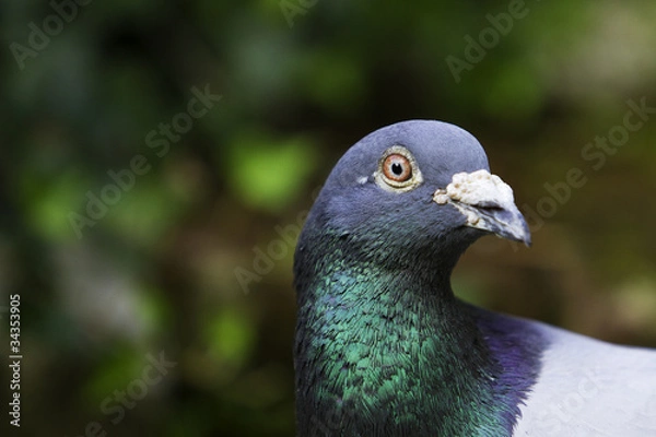 Obraz Tauben Kopf im grünen