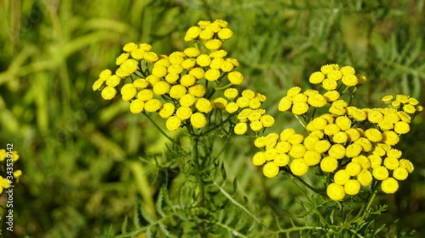 Fototapeta Yellow tansy flowers (Tanacetum vulgare, common tansy, bitter button, cow bitter, or golden buttons) in the green background. Wildflowers