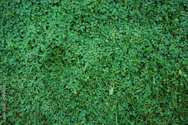 Fototapeta Green grass background