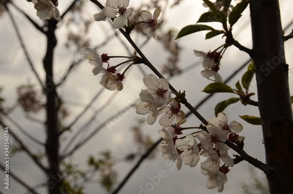 Fototapeta Against the background of the sky, branches with white flowers of cherry.
