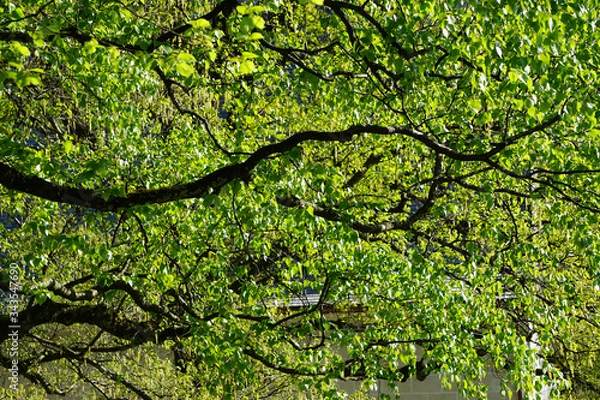 Fototapeta tree life