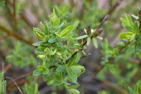 Obraz green leaves on a tree