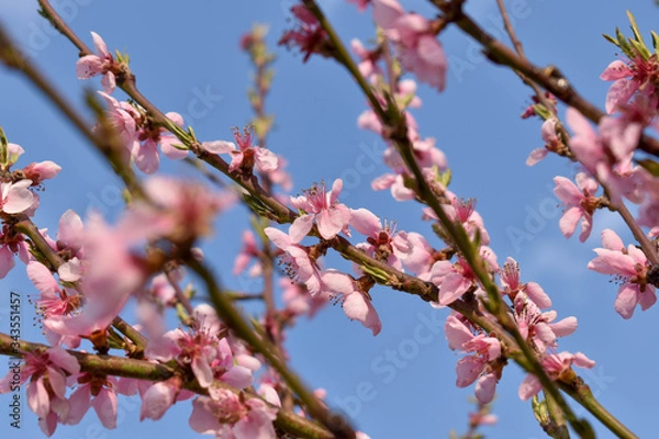 Obraz pink cherry blossom