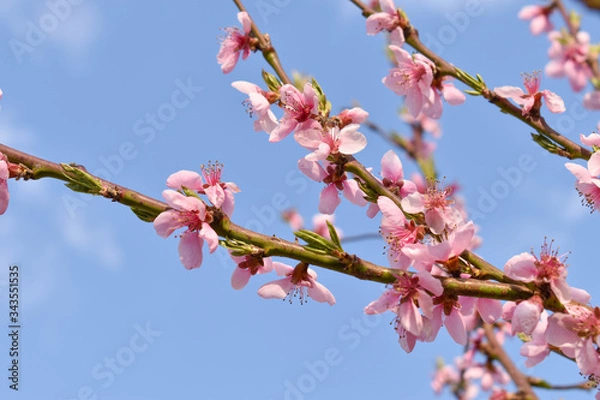 Obraz pink cherry blossom