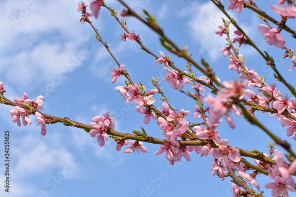 Obraz pink cherry blossom