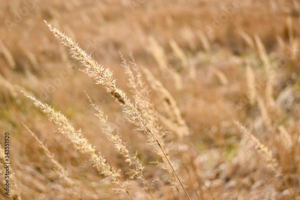 Obraz golden wheat field