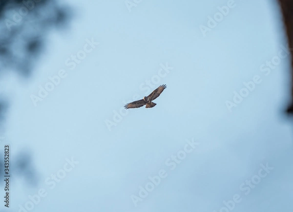 Fototapeta bird in flight