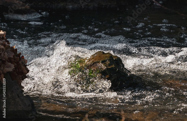 Fototapeta moss on the rocks