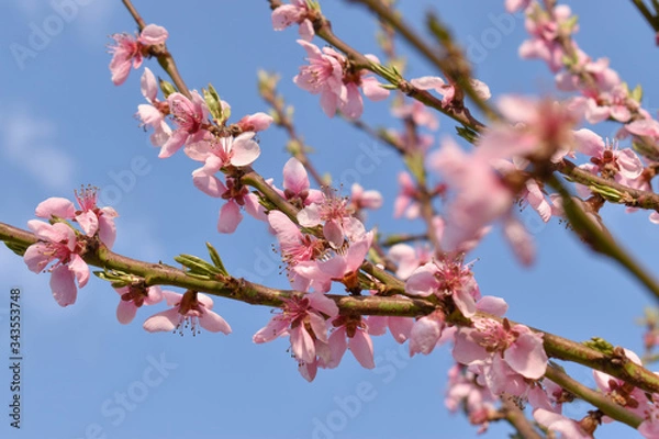 Obraz pink cherry blossom