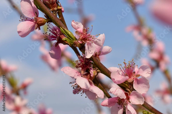 Obraz pink cherry blossom