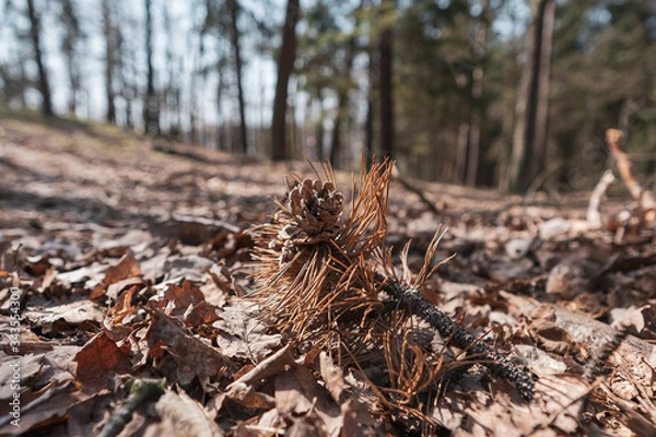 Fototapeta pine cones in the forest