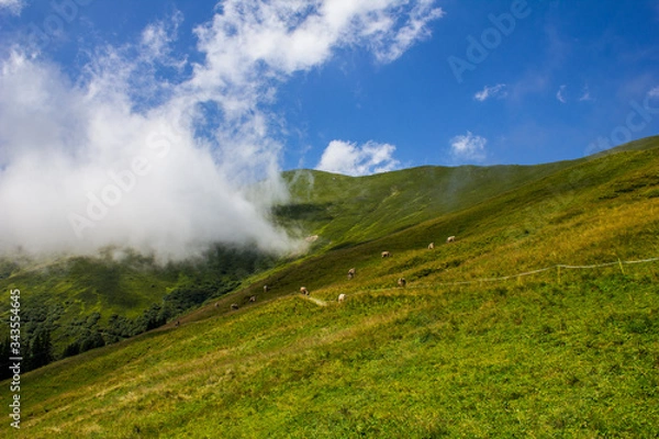 Fototapeta Cows Grazing in the Mountains above Tux, Austria
