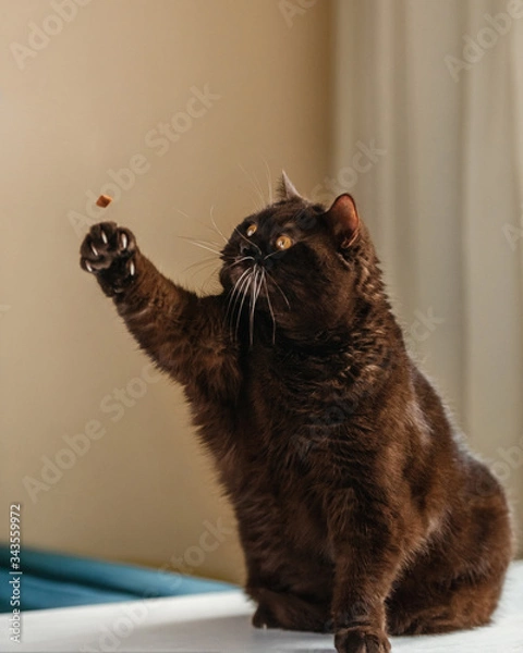 Obraz Scottish straight eared cat sits on a white table and plays with its paw showing its claws, a plump and funny chocolate colored animal