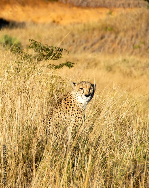 Obraz Cheetah sitting on sand mound looking to the side, Phinda Private Game Reserve, South Africa