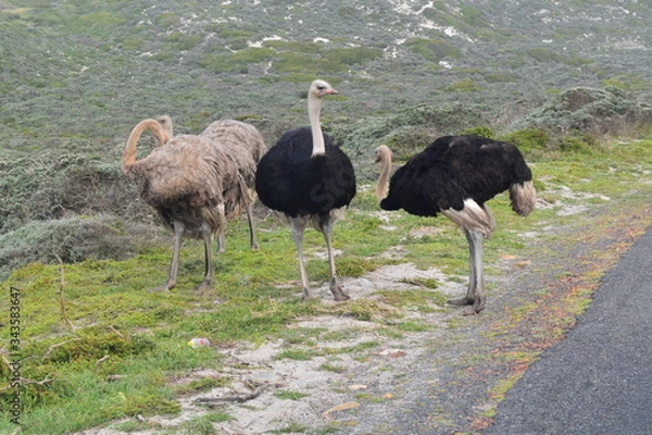 Obraz ostrich in the wild