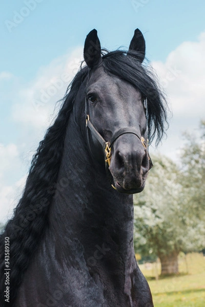 Fototapeta Beautiful friesian stallion