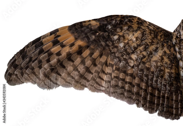 Fototapeta spread owl's wing on a white background, texture of feathers of a bird of prey