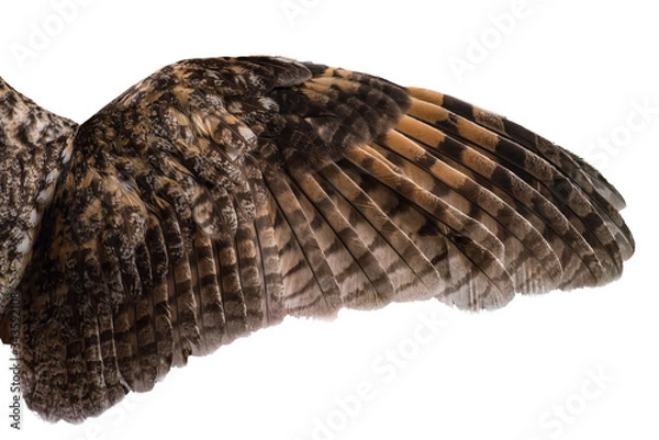 Obraz spread owl's wing on a white background, texture of feathers of a bird of prey