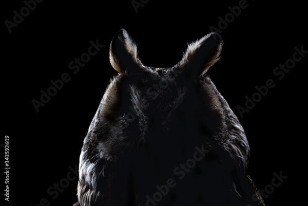 Fototapeta Eared owl sitting on a branch on a black background, portrait of a bird of prey on a black background