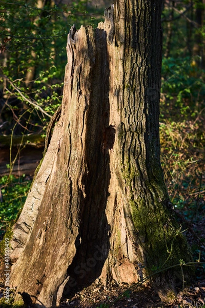 Fototapeta The destroyed and decayed trunk of an old tree