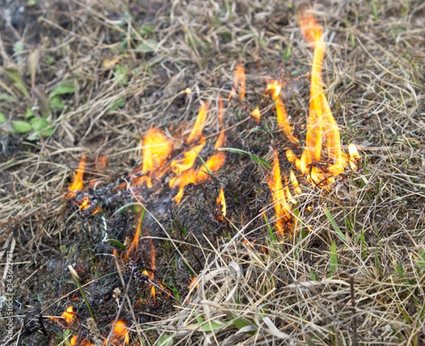 Fototapeta Dry grass burns in summer from the heat. Burning grass in the field and forest. The burnt ground after a forest fire.