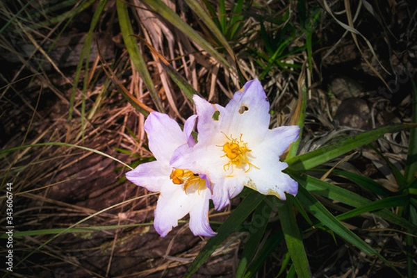 Fototapeta white spring flowers