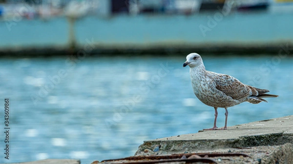 Obraz A lone seagull walks along the concrete breakwater along Gdansk Bay in Gdynia