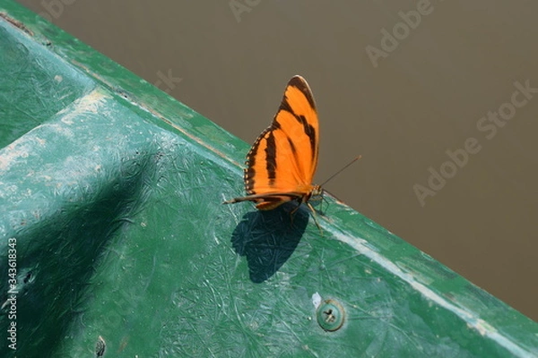 Obraz PERUVIAN BUTTERFLY