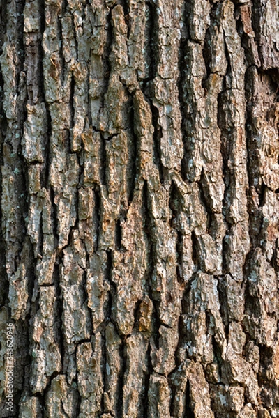 Fototapeta Close up of tree trunk bark textured surface pattern, wood background.