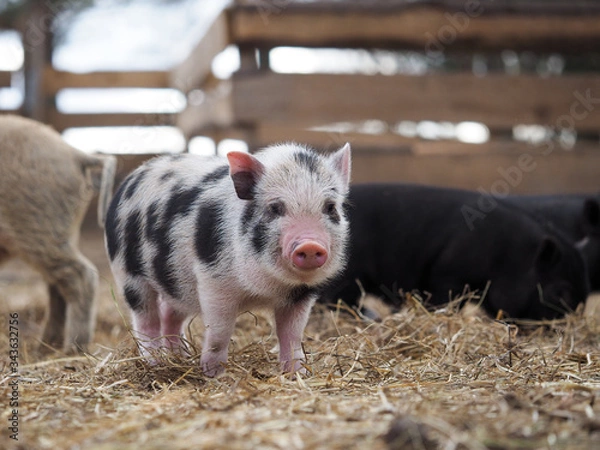 Obraz Portrait of a cute spotted pig on a free-range farm