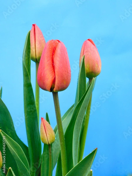 Fototapeta 
Flowers tulips for May 9 on a blue background isolate