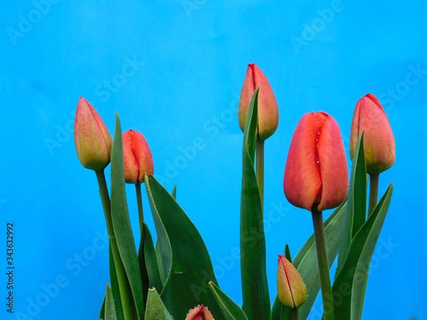 Obraz Red tulips for Victory Day on a blue background isolate