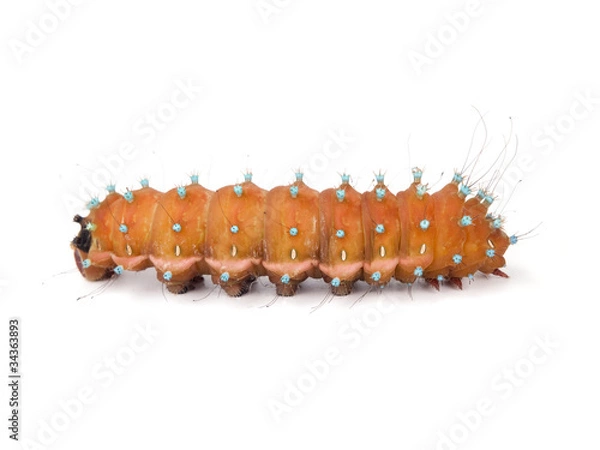 Obraz Caterpillar on white